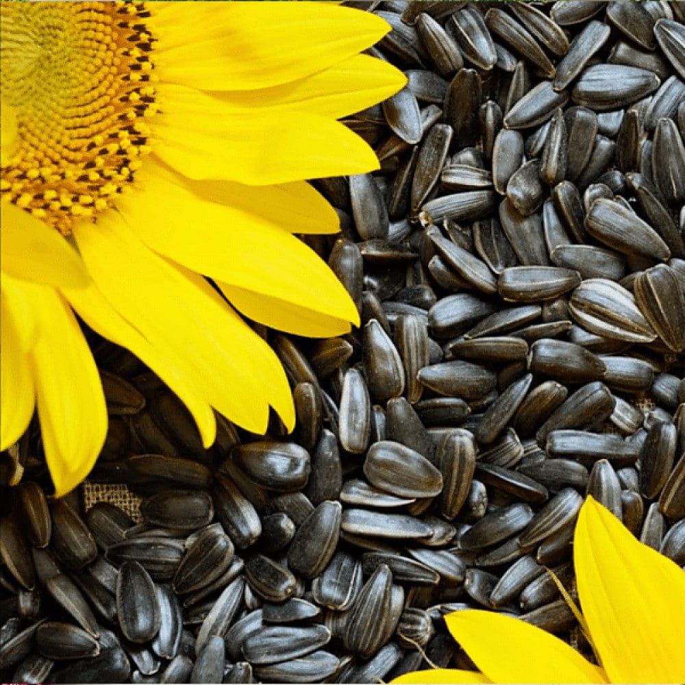 Hrana može napraviti utor između zuba